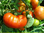 Marmande Saatgut - Tomatensamen