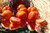 Cox Orange , eine leckere Fleischtomate