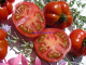 Tomatensamen Alter und neuer Tomatensorten