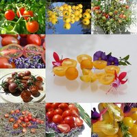 Tomaten Samen Geschenksortimente Qualitätssaatgut