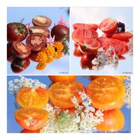 Tomatensamen  Alte Sorten und Raritäten