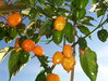 Habanero Orange