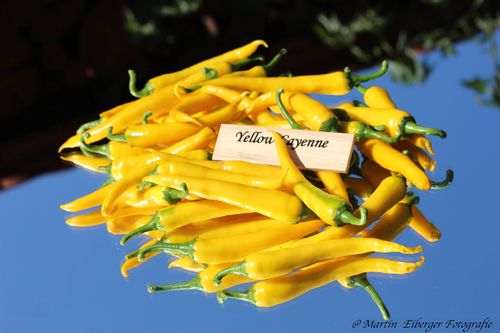 Yellow Cayenne Chili Samen