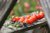 Tomatensamen der ABC Potato Leaf Tomate