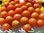Currant Sweet Pea –Johannisbeer-Tomaten Samen