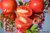 Pfirsichtomate   'Peche'  Tomatensamen Paradeiser