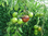 Nyagous aus Australien Stammende Tomate
