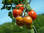 Jalapa Wildtomate Tomatensamen