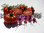 Togorific  Alte Sorten Erhaltersorte Tomatensamen