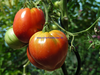 Cuore di Bue – Ochsenherz -- Tomatensamen