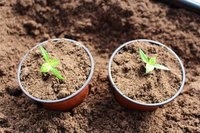 Anbau und Verarbeitung von Chilisamen und Tomatensamen