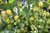Aurantiacum  Wildtomate
