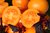 Oranges Pfläumchen - Orangevaja Slivka