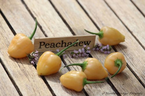 Peachadew Capsicum baccatum Chilisamen