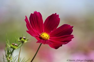 Blumen sind das Lächeln des Gartens -Cosmea Blüte- in herrlichem Violett\\n\\n07.10.2017 20:18
