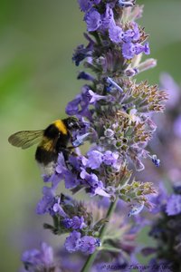 blauer Rittersporn --Blumen und Blüten sind wichtig für unsere Insekten und Insekten sind wichtig für einen gesunden Garten und gesunde Pflanzen\\n\\n06.10.2017 19:12