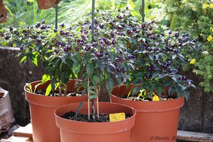 Sonnenecke für Chilipflanzen -- unsere Chilis stehen immer in Sorten beieinander -hier unsere Pretty in Purple\\n\\n06.10.2017 16:38