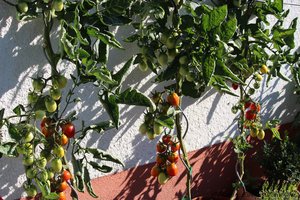 Diese alte Tomatensorte „Grappoli Corbarino“ ist eine sehr leckere, aus Italien stammende Datteltomate mit hervorragendem Geschmack\\n\\n06.10.2017 19:12