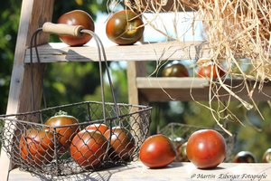 Die Tomate „ Paul Robson“ ist eine alte sehr schmackhafte Tomatensorte , deren Früchte oval sind und braun-rot abreifen. Der Geschmack dieser besonderen Tomate ist sehr gut , außerdem ist sie dickfleischig und sehr saftig.\\n\\n30.12.2018 19:37