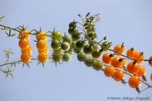 Bei der Gelben Johannisbeere handelt es sich ,von Geschmack , Form und Größe her um eine sehr interessante Wildtomate,deren Früchte ca. einen Zentimeter groß werden und gelb abreifen .\\n\\n30.12.2018 19:49