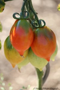 Die Wintertomate ist eine sehr leckere kleinere, herzförmige Tomate welche rot ab reift. Sie bildet an kleinen Rispen ein Menge an Früchten, der Erntebeginn dieser tollen Sorte ist relativ früh und kann lange beerntet werden\\n\\n11.11.2018 09:17